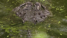 Florida alligator poachers facing third-degree felony, FWC says