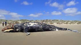 Five more gray whales found dead along Washington's coast
