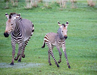 DisneyMagicMoments: Meet Phoenix, the Zebra Foal Born at Disney's