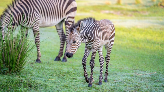 Walt Disney World welcomes two zebra foals into the herd