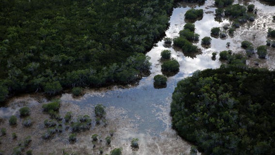 Shark bites fisherman's hand at Florida's Everglades National Park in 'uncommon' encounter: NPS