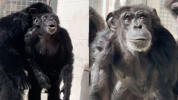 Chimpanzee has emotional reaction to seeing sky for first time in 28 years at Florida sanctuary