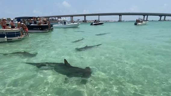 Wild video: Hammerhead sharks swarm boaters off Florida coast