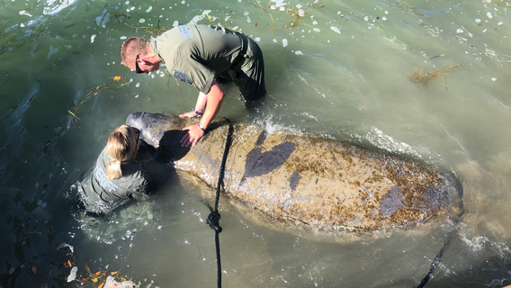 Florida deputies save distressed manatee by holding its head up for 2 hours