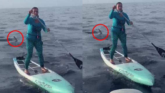 Florida woman on paddleboard handles shark encounter like a champ in wild video
