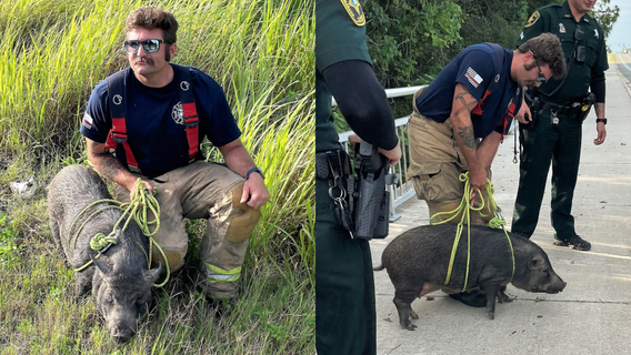 Florida firefighters rescue runaway pig from railroad tracks