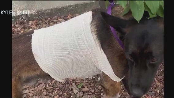 Explosive-detecting dog expected to recover after 12-foot gator attack in Oviedo