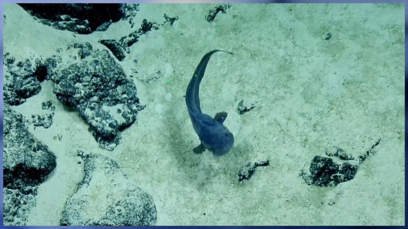 Say Cheese! Fish captured 'smiling' at camera in the deep sea, video shows