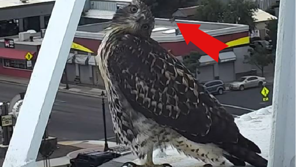 Buzzing bee confronts hawk in whimsical stare-down caught on camera
