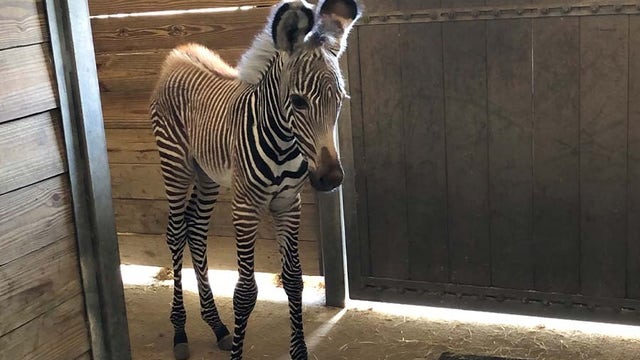Brevard Zoo celebrates arrival of first-ever female zebra: 'It's a girl!'