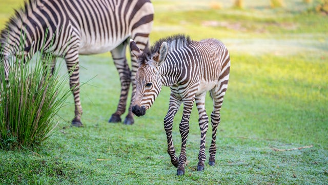 Walt Disney World welcomes two zebra foals into the herd