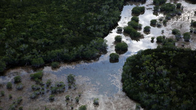 Shark bites fisherman's hand at Florida's Everglades National Park in 'uncommon' encounter: NPS