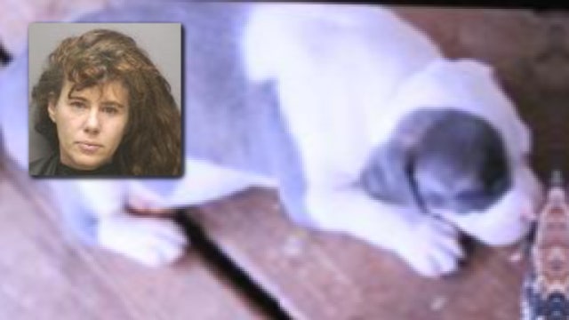 Florida Pitbull puppy goes missing after woman snatches it, lets dogs loose: deputies