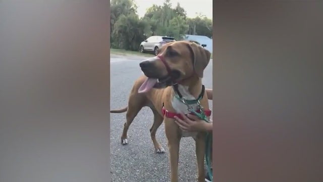 Florida residents terrified of dog after they claim it has attacked other neighborhood pets