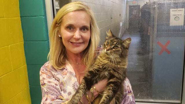 Missing cat reunited with Florida family after 11 years: 'We are so happy'