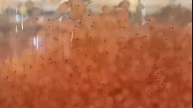 Hundreds of fish eggs create lava lamp illusion in mesmerizing video at Florida facility