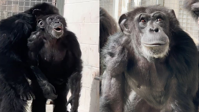 Chimpanzee has emotional reaction to seeing sky for first time in 28 years at Florida sanctuary
