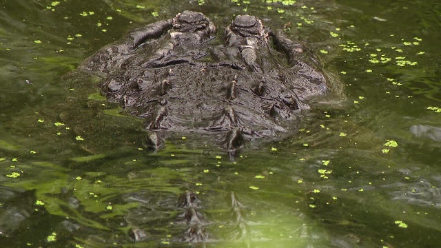 Florida alligator poachers facing third-degree felony, FWC says