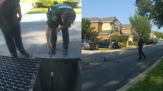 Florida deputies save wandering ducklings trapped in storm drain
