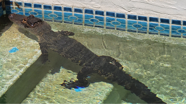 Unexpected alligator visit interrupts Florida woman's pool day: deputies