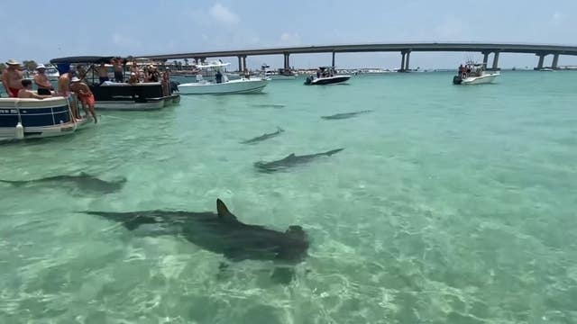 Wild video: Hammerhead sharks swarm boaters off Florida coast