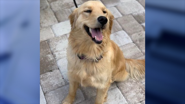 Fallen K-9 remembered by Florida sheriffs in heart-wrenching eulogy: 'She was a member of this family'