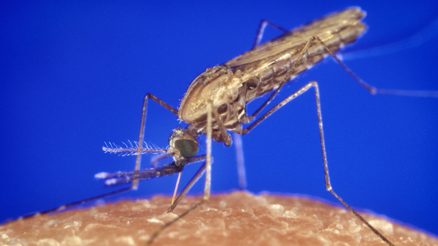 Florida county reports its 7th case of locally contracted malaria