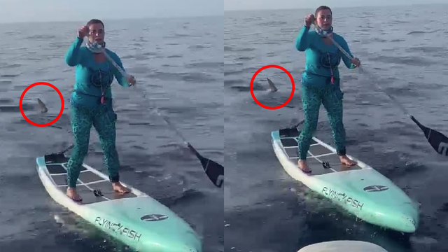 Florida woman on paddleboard handles shark encounter like a champ in wild video