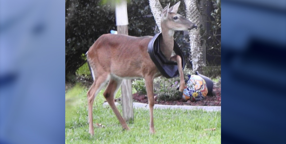 Three lakes shop baby girl deer