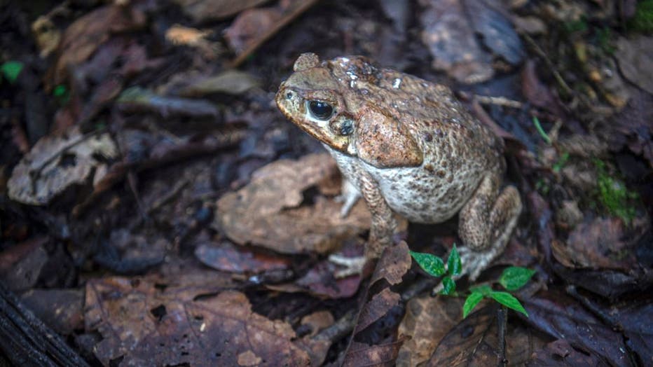 Learn about these invasive species harming Florida's ecosystem