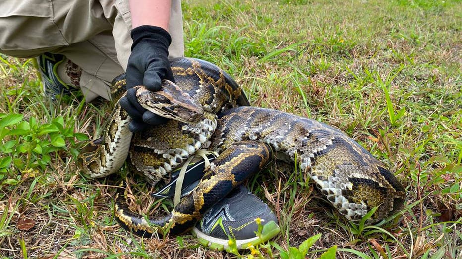 Learn About These Invasive Species Harming Florida's Ecosystem | FOX 35 ...