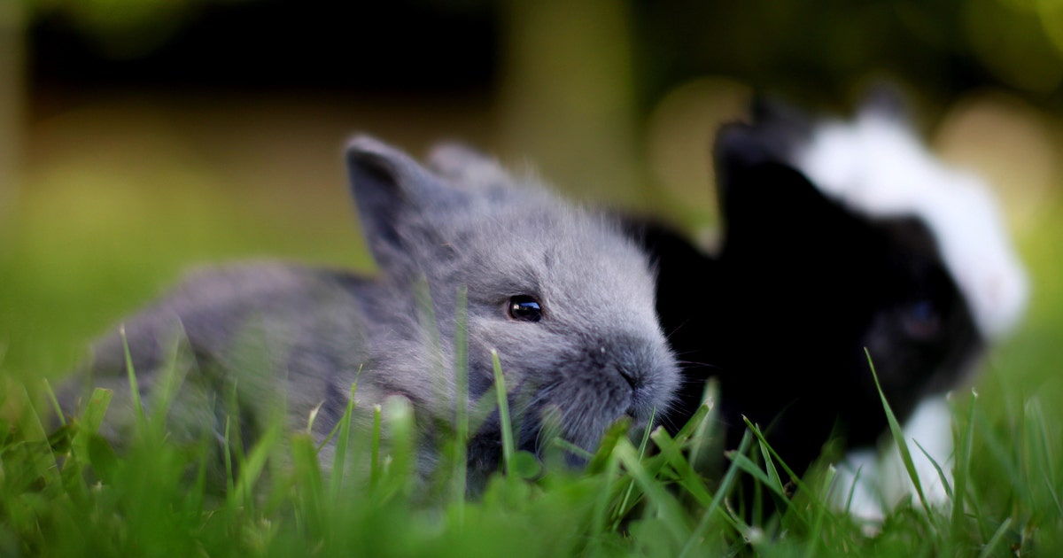 Fuzzy rabbits invade Florida community as neighbors hunt for new owners ...