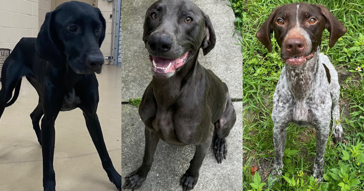 Florida man arrested for animal cruelty after dead puppy, 5 ...