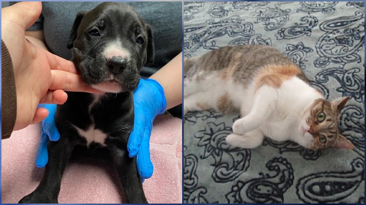 Photos Dogs, cats are up for adoption in Central Florida FOX 35 Orlando