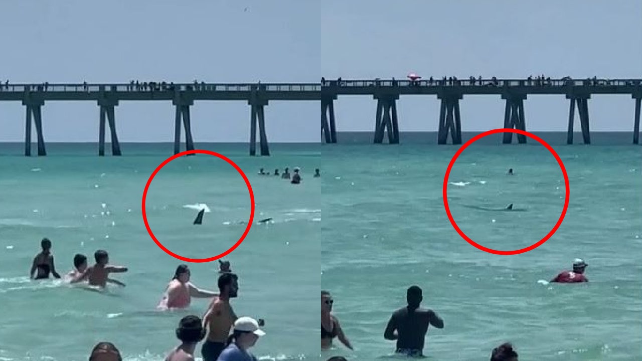 Video shows large shark swimming eerily close to people at Florida