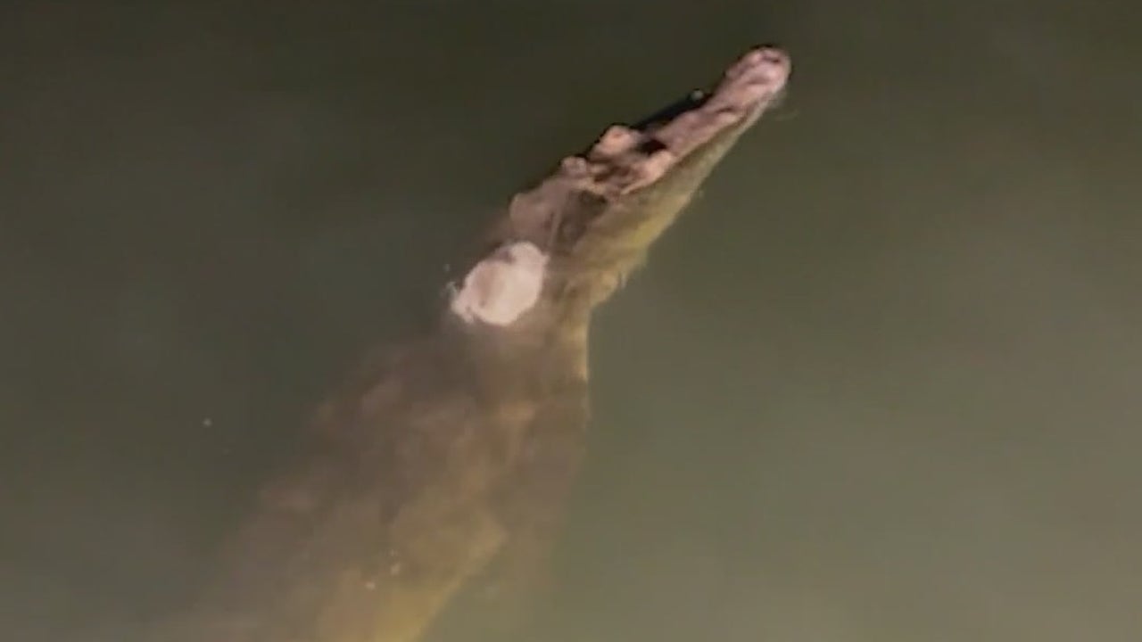 WOFL Crocodile Sightings In Florida ?ve=1&tl=1