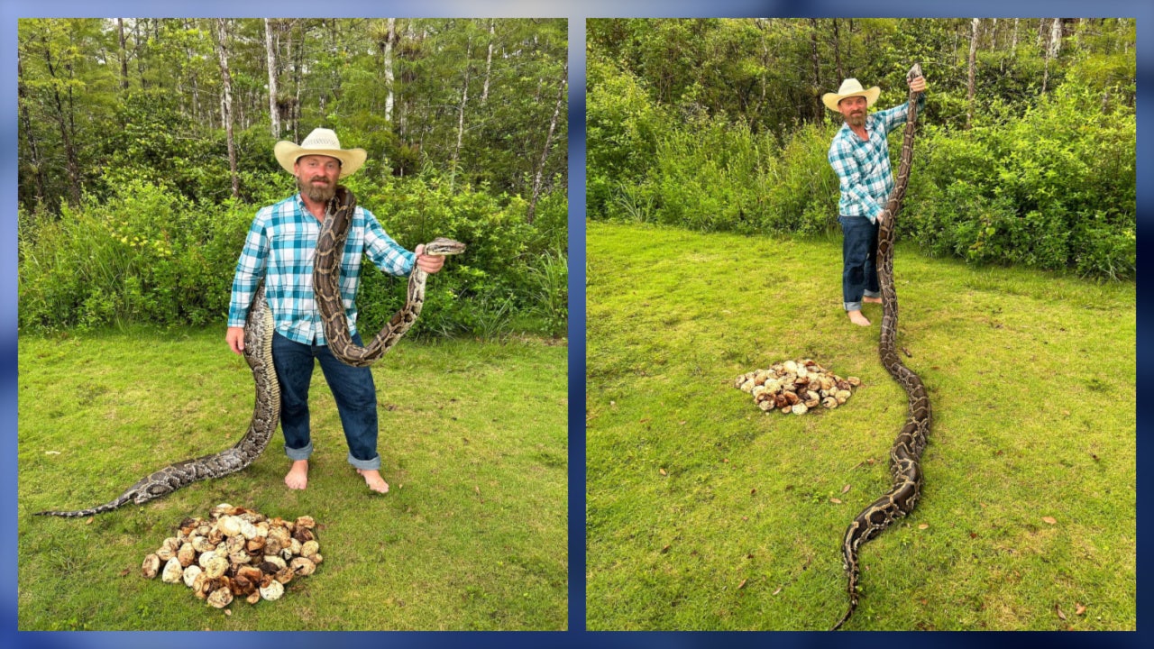 FCW: Burmese python with 111 eggs found in Florida, setting new state ...
