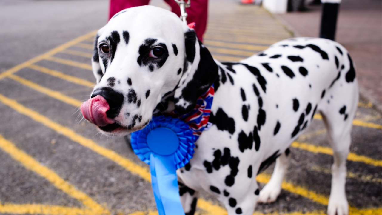 Florida city looking to elect its first-ever dog mayor - Vimarsana News