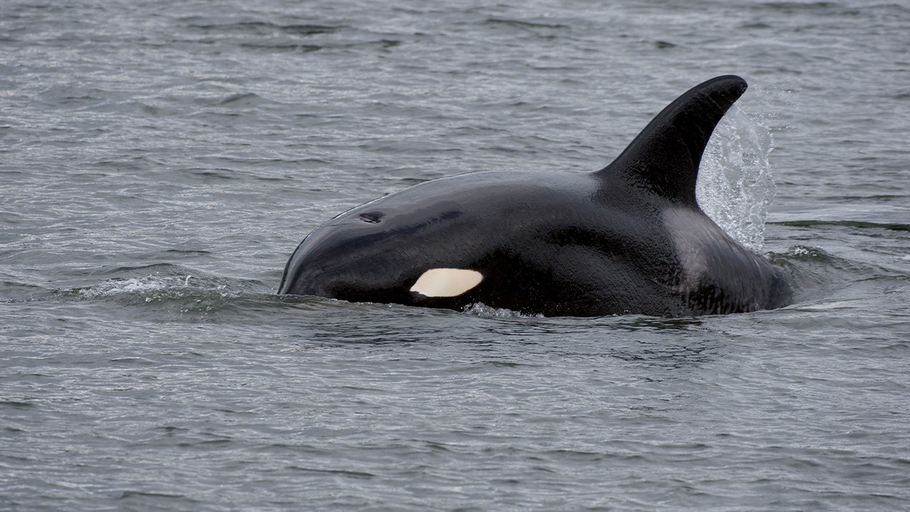 Killer whale mothers protect their sons more than their daughters, new study finds - Vimarsana News