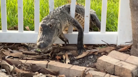 6-foot alligator breaks through fence to build nest in Cocoa Beach man's backyard
