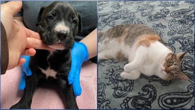 Photos: Dogs, cats are up for adoption in Central Florida