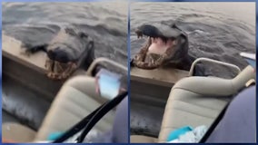 Massive alligator surprises guests on boat tour in hilarious video