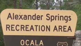 2 alligators captured in one week after incidents at Alexander Springs