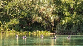 Florida spring reopens after closing because of alligator attack