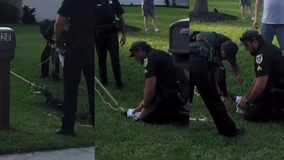 Alligator wrangled from child-frequented area in Florida: deputies