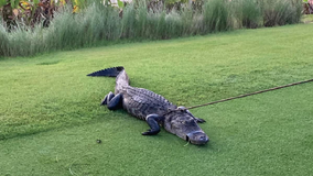 Florida man attacked by a 7-foot alligator while walking at Naples golf course