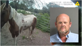 Florida man arrested after 'emaciated and lethargic' horses found at his home: deputies