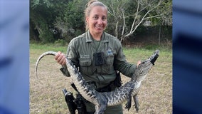 Florida resident alarmed by strange car noises, finds alligator