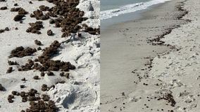 Lost treasure? Mystery marijuana washes up on Neptune Beach and no, you shouldn't take it