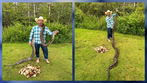 FCW: Burmese python with 111 eggs found in Florida, setting new state record